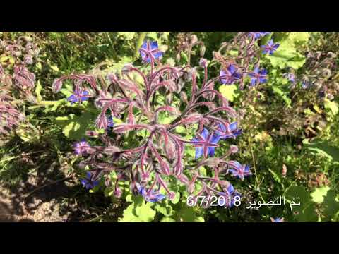 فيديو: النباتات السامة للنحل - هل هناك زهور ضارة بالنحل