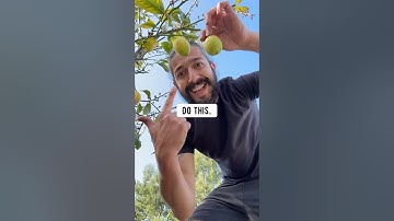 How to grow a lemon tree with a lemon from the supermarket! creative explained