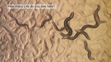 Identifying the C. elegans L4 Larval Stage