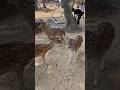 Beautiful deers in andaman // #deers #andaman #iland #youtube shorts #shorts @avhr7452