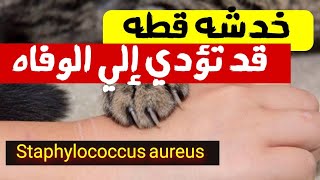 خدشه قطه قد تؤدي إلي الوفاه (قصه حقيقيه عن خدوش القطط)