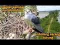 SURGANYA BURUNG LIAR_SERASA DI AVIARY