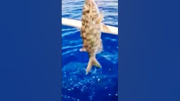 Thumbnail of Longnose Emperor 34th Calm Spot Kawil-up #fishing #catch #seafood #sea #fish #ocean #animals