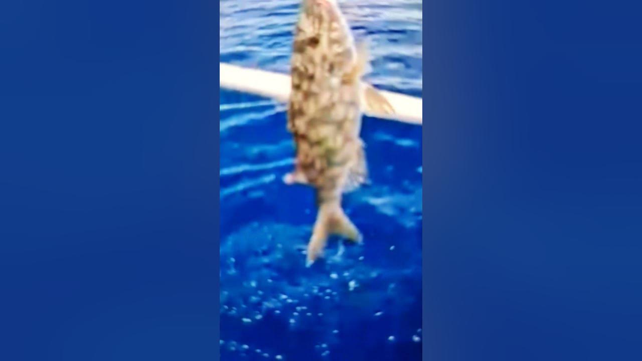 Longnose Emperor 34th Calm Spot Kawil-up #fishing #catch #seafood #sea #fish #ocean #animals