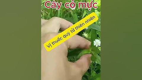 Cây thuốc quanh ta P3 _ Cỏ mực, Ngò Gai, Đậu Đen, Rau Càng Cua - Cây thuốc Việt