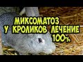 Как бороться с миксоматозом у кроликов