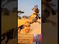 Wild dogs attacking impala Lion shelter &amp; lion save impala #shortvideo #short #wildlife #aishorts