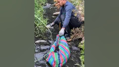Amazing Cast Net Fishing Skill Catch Giant Fish -Awesome Traditional Net Fishing on The River Part15