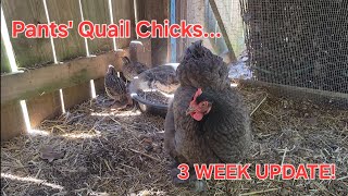Pants Quail Chicks are 3 Weeks Old! 