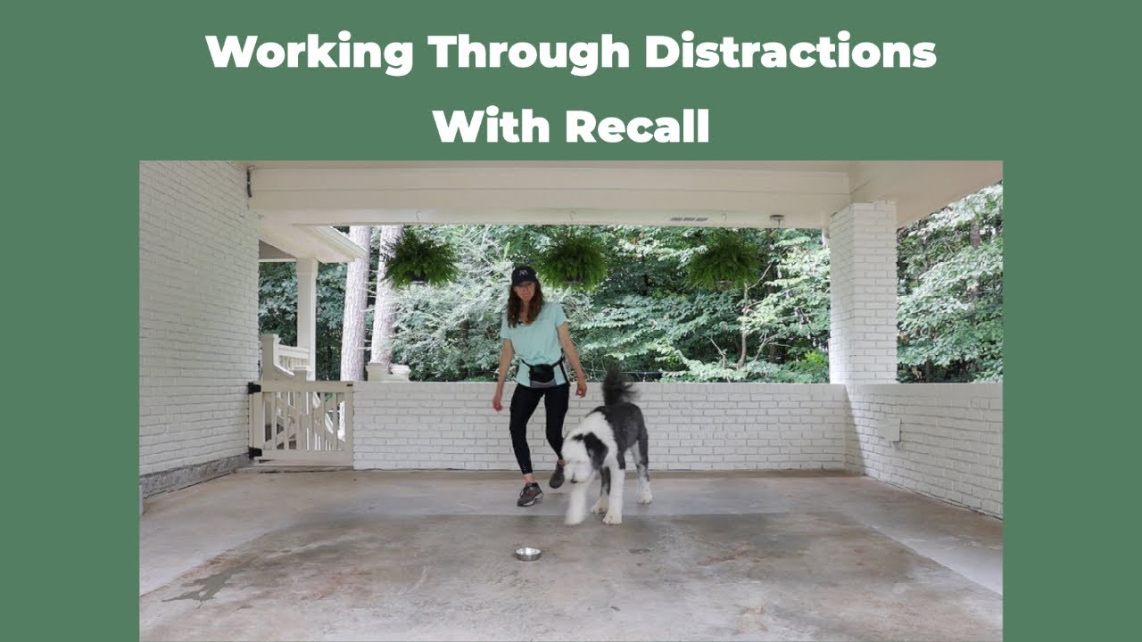 How to Teach Your Dog Recall With Distractions - YouTube