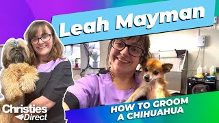 Leah Mayman : How to groom a chihuahua