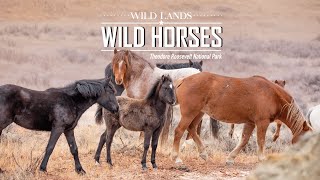 Wild Lands Wild Horses Presents: Theodore Roosevelt National Park: The Mini Series E1