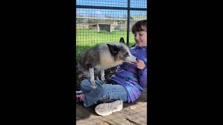MY FOX COMPILATION #endfoxhunting #endfurfarming #foxlover MY FOX COMPILATION #endfoxhunting #endfurfarming #foxlover