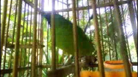 นกต่อนกเขียวเล็ก สตูล Life bird