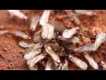 Termites: Signs and prevention tips