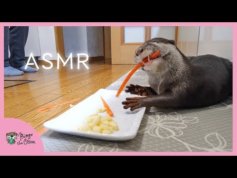 カワウソビンゴ野菜を食べる！咀嚼音ASMR/Otter Bingo munching noise with Vegetables