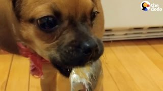 Puppy Tries Peanut Butter for the First Time | The Dodo