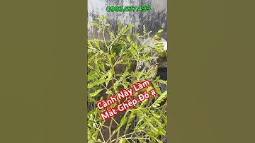 Vào mùa ghép cây bồ kết rồi ạ - Bán cây giống Bồ kết Ghép #caygiongboket