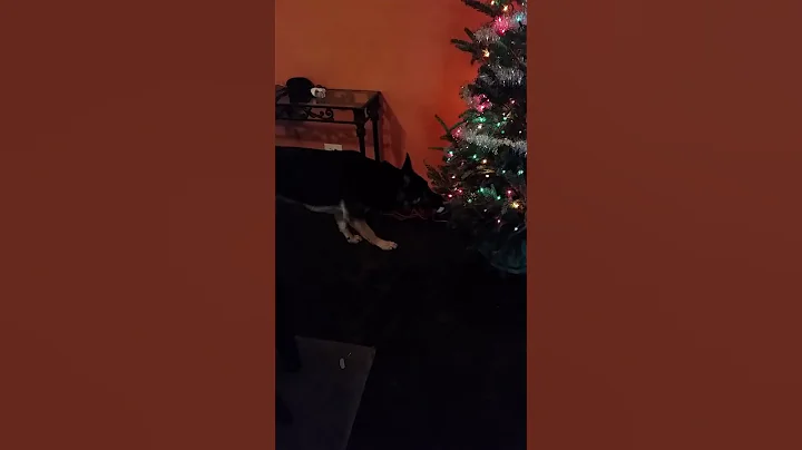 My German Shepherd's First Christmas Tree