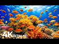 The Best 4K Aquarium - Explore the Underwater World and Beautiful Coral Reef Fish for Deep Sleep #82