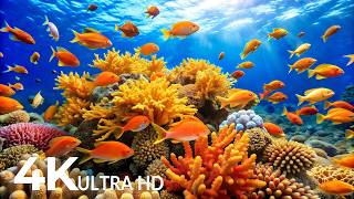 Download Lagu The Best 4K Aquarium - Explore the Underwater World and Beautiful Coral Reef Fish for Deep Sleep #82 MP3