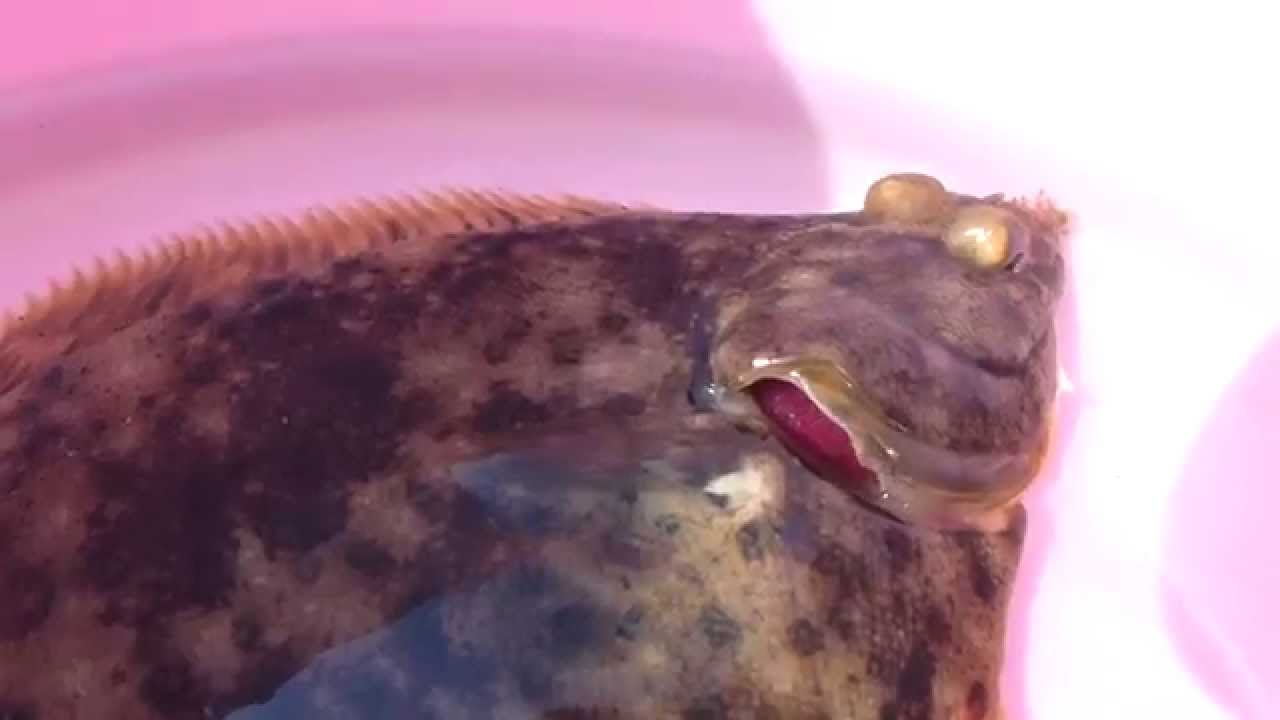 カレイの船での釣り方