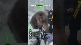 Top 5 FUNNIEST Monkey Moments Part 5😂😭 #funny #monkey #shorts