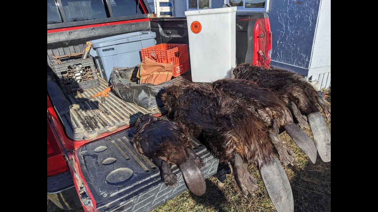 Northern Maine Beaver Trapping Spring 2021 PART1 YouTube