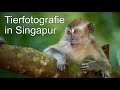 Tierfotografie im Regenwald - Tipps und Tricks aus Singapur (V-Log, X-Prize)