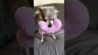 BEHIND THE SCENES🍿🎥 Leon Teasing The Puppy‼️ #funnyshorts #funnydogs #chihuahua #cutedog