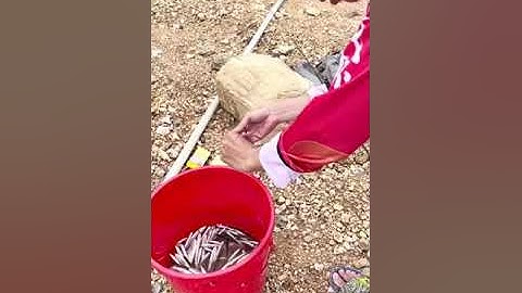 Nghe nói loại cá này ngon lắm  Cách câu cá mương hồ tự nhiên  #cuongbavuong #câucá #câu đài #xuhuong