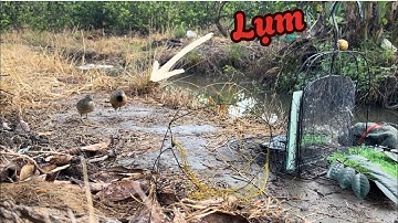 Bẫy chim cút rừng sau ngày mưa và cái kết….l Khánh TV