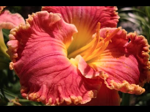 Видео: Руководство по удалению лилейника – узнайте, как удалить увядшие цветки лилейника