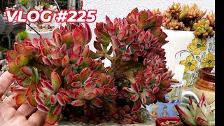 DEAD or ALIVE Succulent Tour | VLOG #225