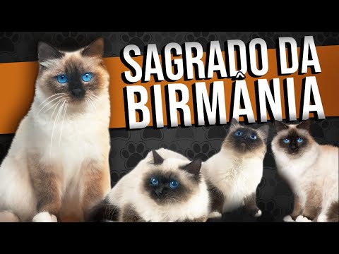 Vídeo: Gato Birmanês Sagrado - A Personificação Da Graça E Beleza