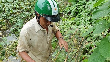 Chú Út Thăm Lợp Cá Lóc Dính Toàn Cá Chết Đem Về Chưng Với Củ Hành Tím.Góc Làng Quê #42