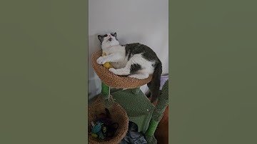 when the catnip hits too hard 🌱