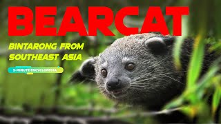 Bearcat The Southeast Asias Viverrine Mammal - 5-Minute Encyclopedia