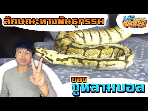 ลักษณะทางพันธุกรรมของงูหลามบอลไพธอน ep.2