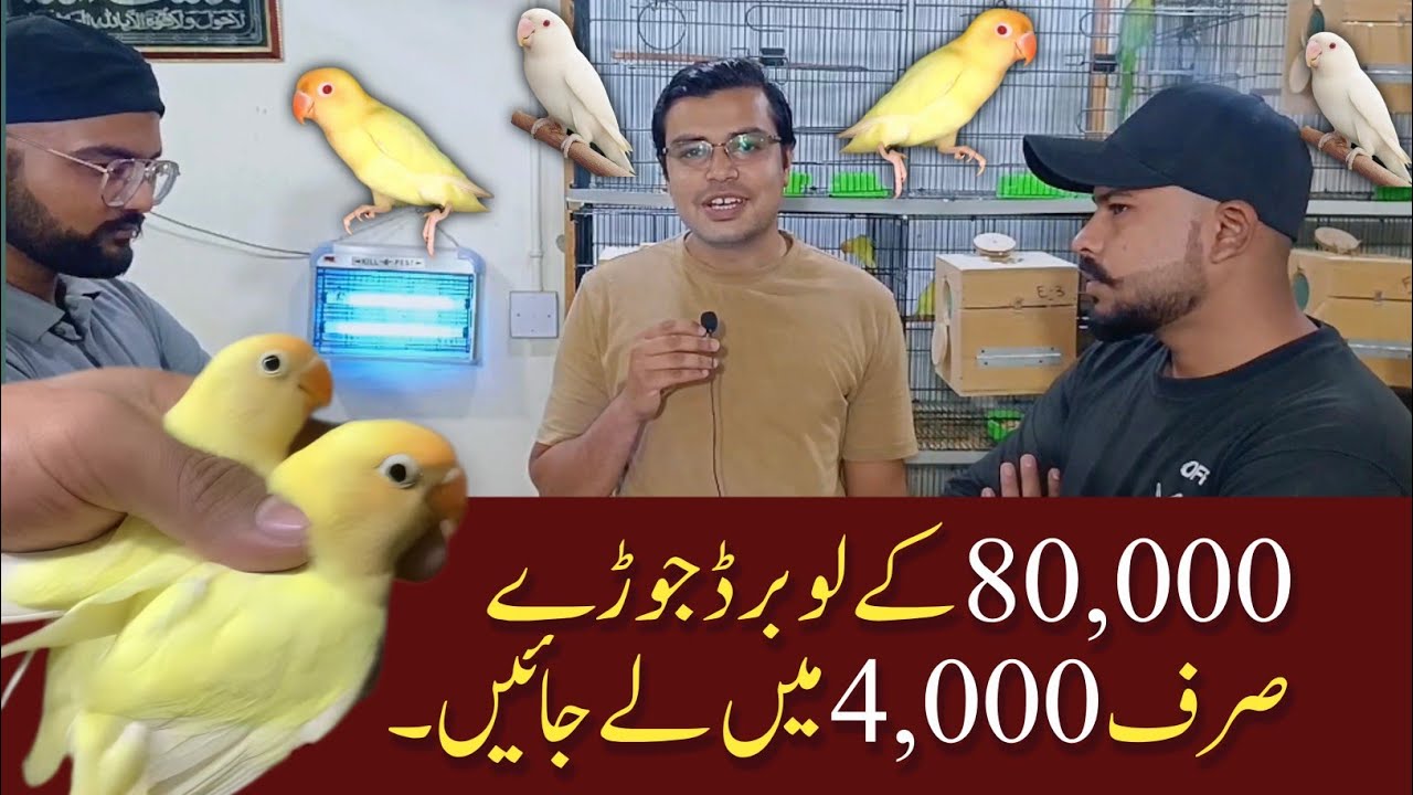 Expensive Lovebirds Saste me | Lovebird Setup Visit 