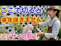 【ここが切る場所】正しい紫陽花の剪定教えます　【カーメン君】【園芸】【ガーデニング】【初心者】【アジサイ】