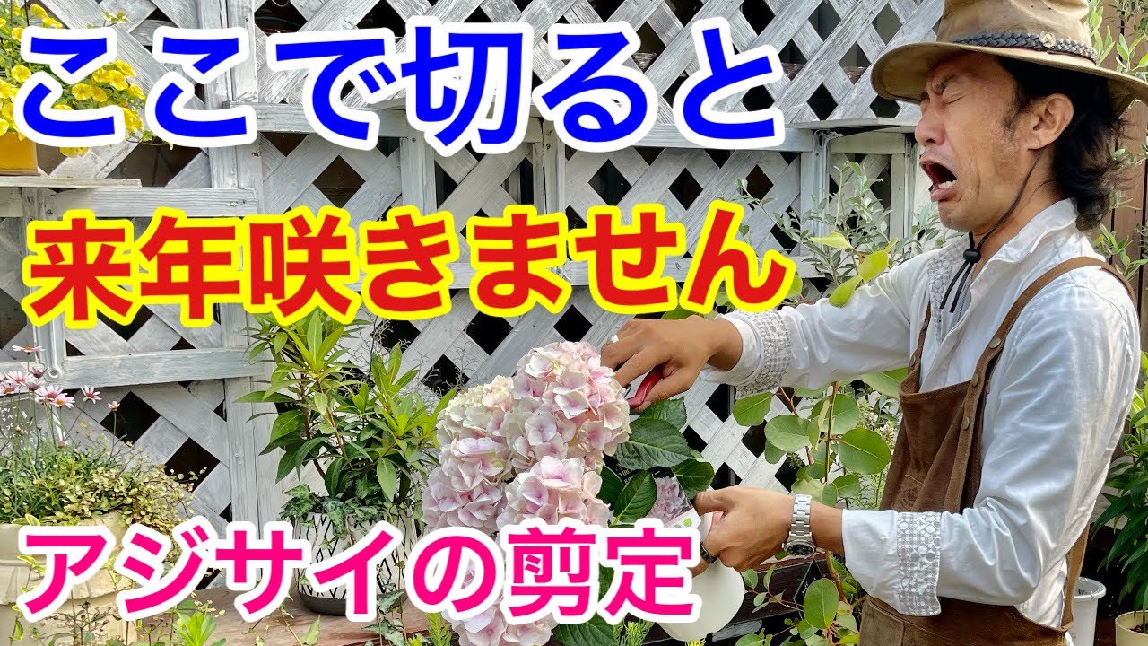 ここが切る場所 正しい紫陽花の剪定教えます カーメン君 園芸 ガーデニング 初心者 アジサイ Youtube