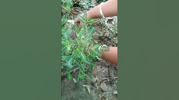 Phyllanthus urinaria or stone breaker plant #plants #stonebreaker #repotting #planting #herbal #srg