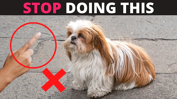 12 Things you Should Never do to your Shih Tzu - DayDayNews