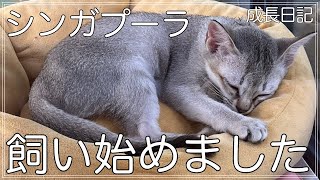 【シンガプーラを飼う】相棒を紹介します【カービン】