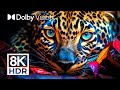 Wildest animals dolby vision  8kr colorful intensity