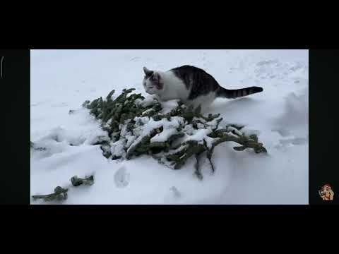 Видео: #ПРЯТКИ НА УЛИЦЕ АНУКА ДАВАЙКА