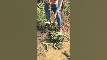 unique technique of cutting bananas from the harvest bunch #shorts