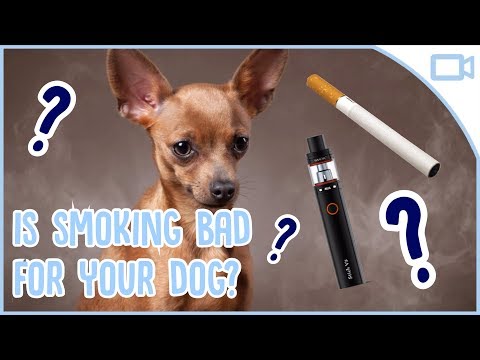 वीडियो: क्या Vaporizers कुत्ते के लिए सुरक्षित हैं?