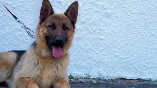 German Shepherd dogs |  Beautiful German Shepherd dogs compilation #02 | Spark of Nature by Spark of Nature 19 views 2 years ago 4 minutes, 53 seconds